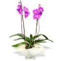 planta de phalenopsis (orquideas)