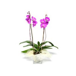 planta de phalenopsis (orquideas)