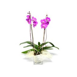 Cesta de plantas de interior