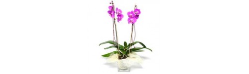 Orquideas